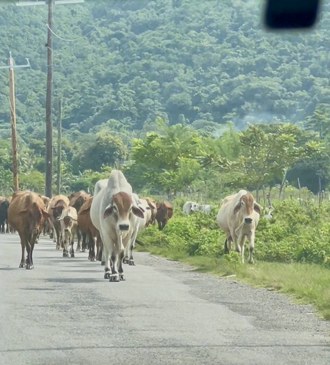 Countryside road with cows in Portland Jamaica